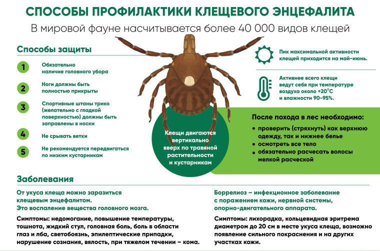 Способы профилактики клещевого энцефалита. Способы профилактики клещевого энцефалита.